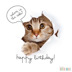 65 Happy Birthday Wishes Involving Cat Meme (with Pictures)