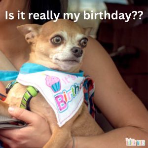 372 Funny Happy Birthday Memes - Wishes (with Pictures)